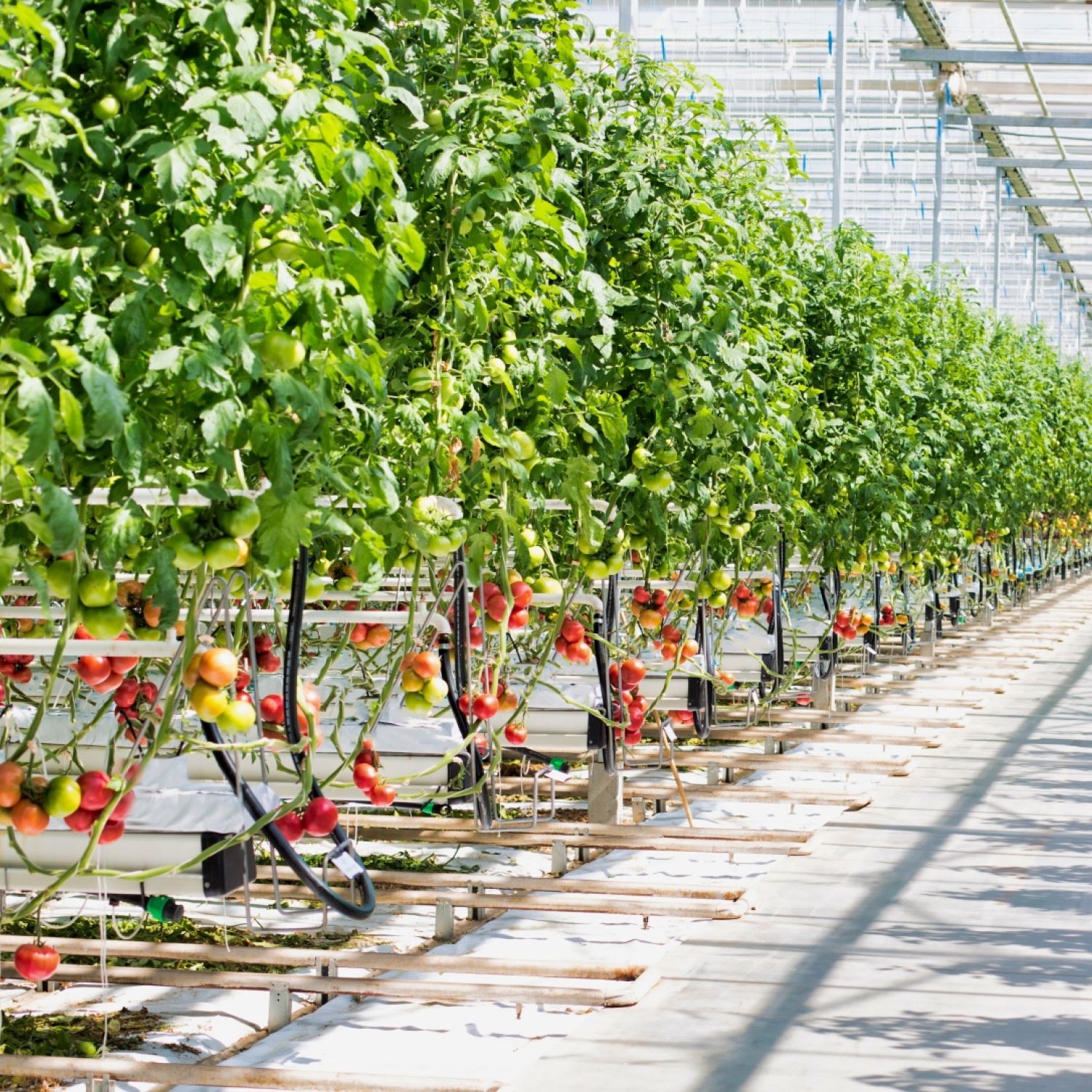 Food & innovatie