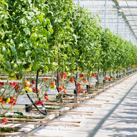 Food & innovatie